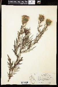 Cirsium discolor image