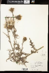 Cirsium discolor image