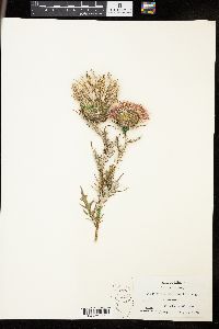 Cirsium discolor image