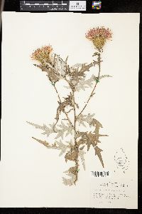 Cirsium discolor image