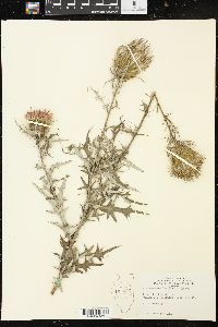 Cirsium discolor image