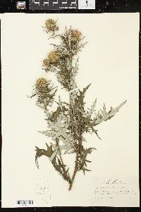 Cirsium discolor image