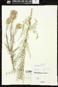 Cirsium discolor image