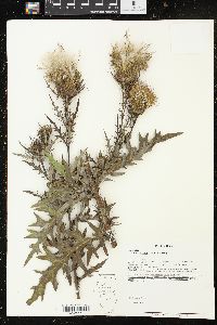 Cirsium discolor image