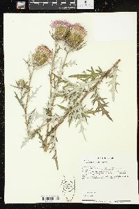 Cirsium discolor image