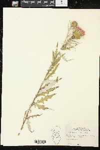 Cirsium discolor image