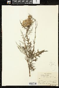 Cirsium discolor image