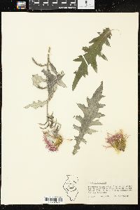 Cirsium discolor image