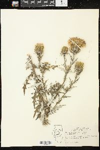 Cirsium discolor image