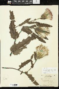 Cirsium pumilum var. hillii image