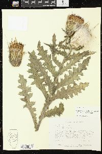 Cirsium pumilum image