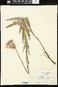 Cirsium lecontei image