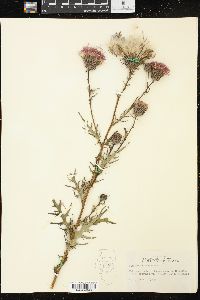 Cirsium muticum image