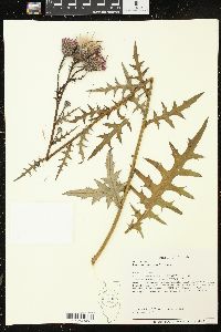 Cirsium muticum image