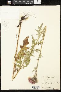 Cirsium muticum image