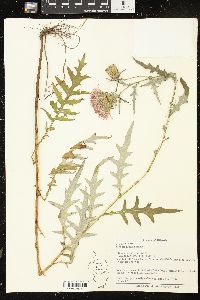 Cirsium muticum image