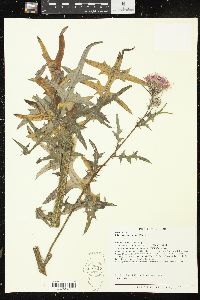 Cirsium muticum image