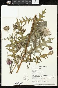 Cirsium muticum image