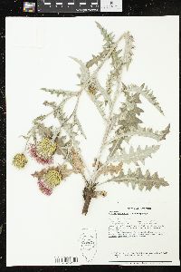 Cirsium undulatum image