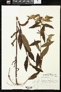 Pluchea foetida image