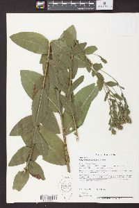 Oligoneuron rigidum image