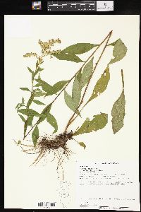 Solidago arguta var. caroliniana image