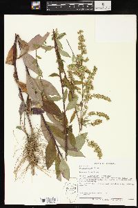 Solidago arguta image