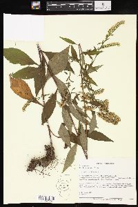 Solidago arguta image