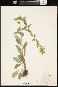 Solidago bicolor image