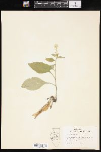 Solidago bicolor image