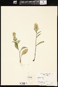 Solidago bicolor image