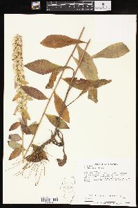 Solidago bicolor image