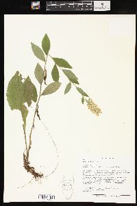 Solidago bicolor image