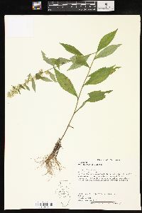 Solidago bicolor image