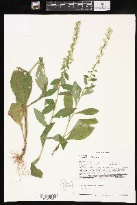 Solidago bicolor image