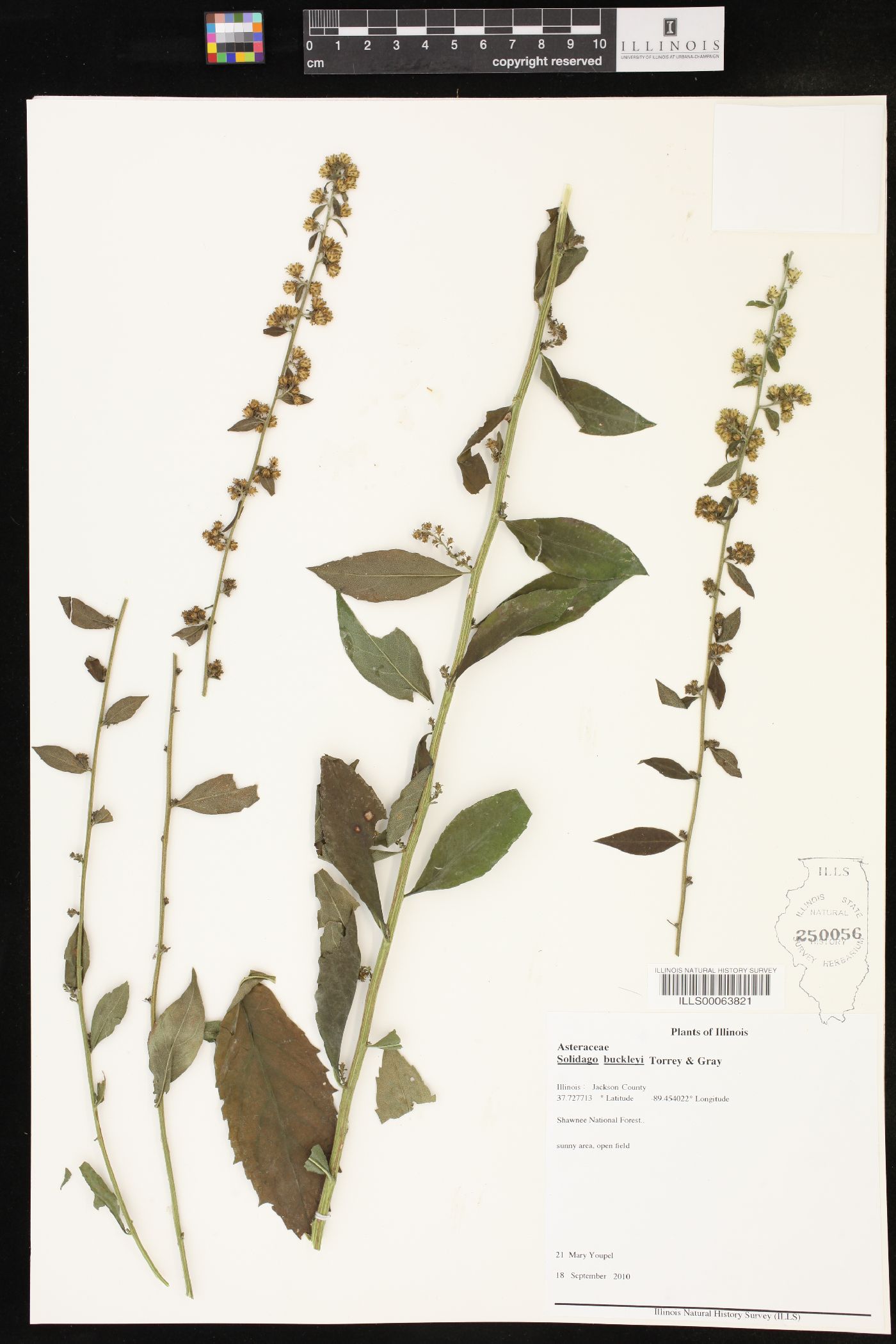 Solidago buckleyi image