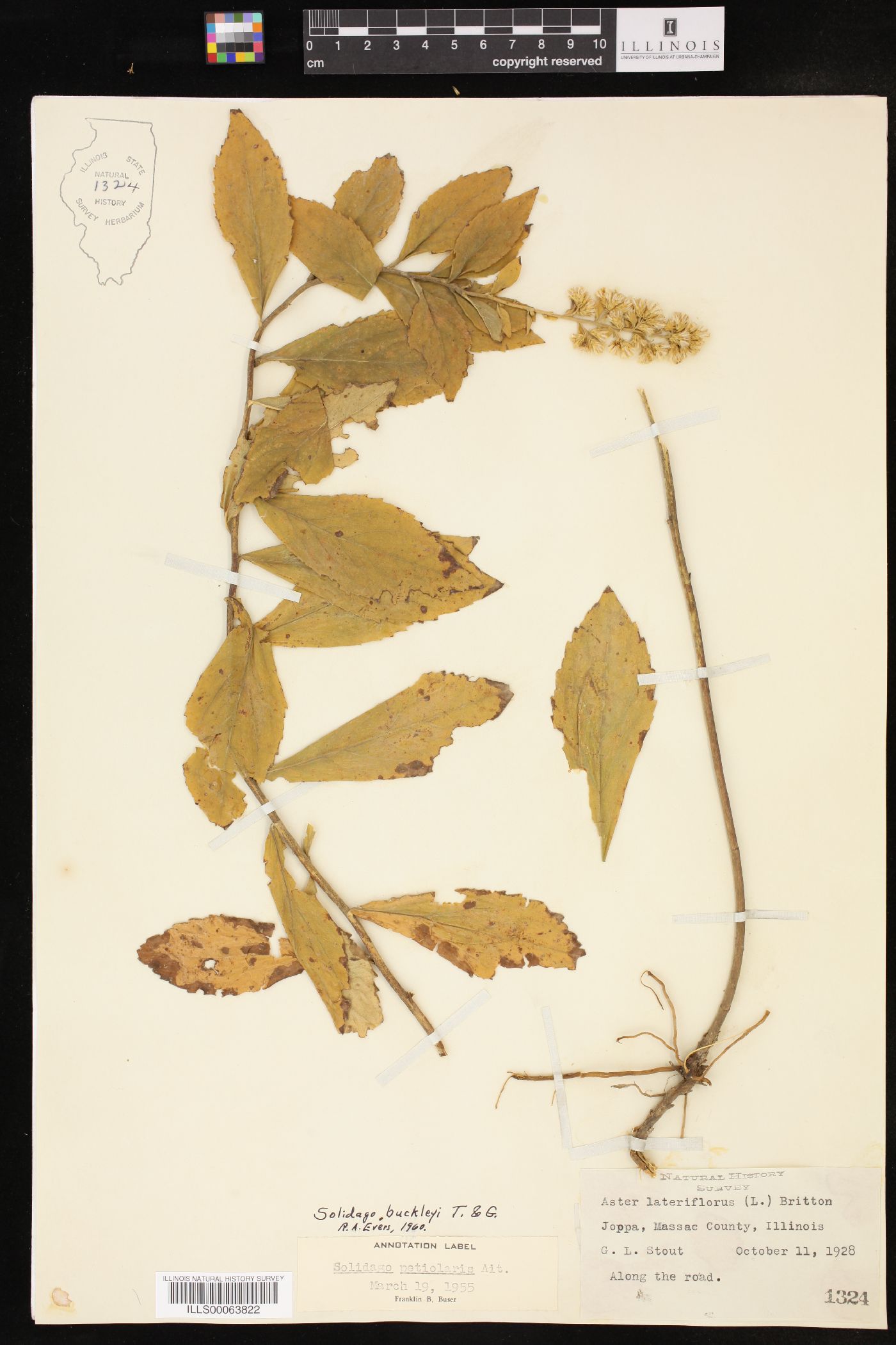 Solidago buckleyi image