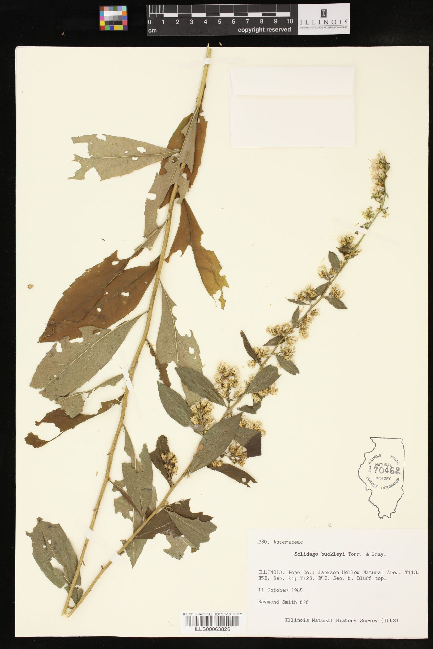 Solidago buckleyi image