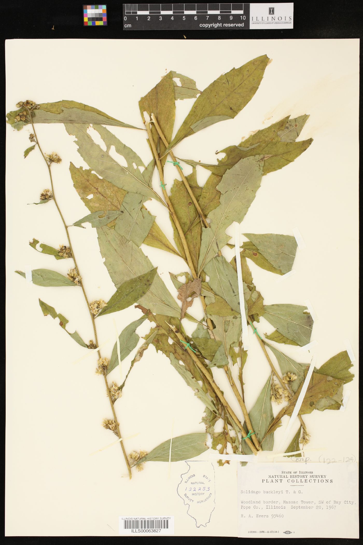 Solidago buckleyi image