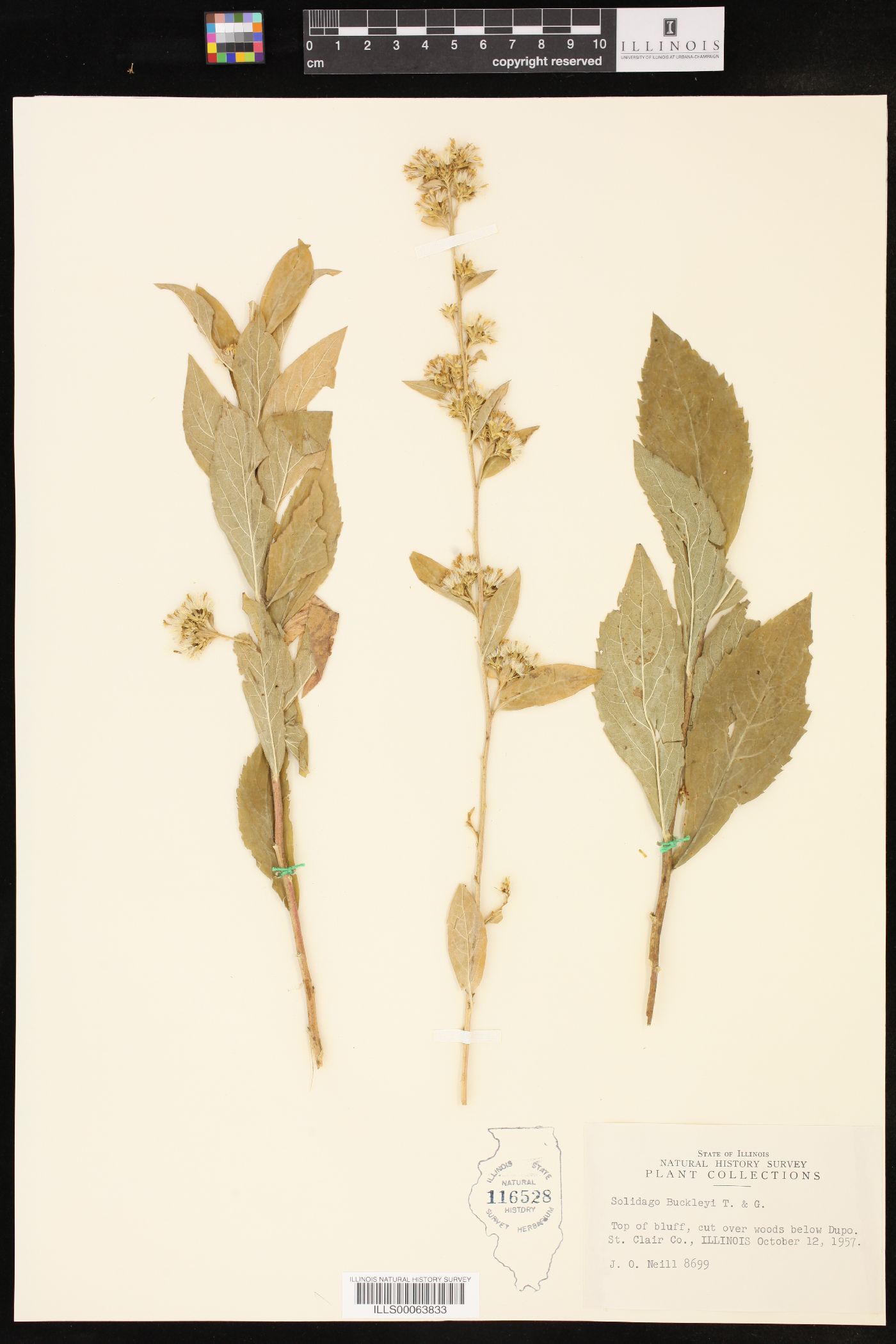 Solidago buckleyi image