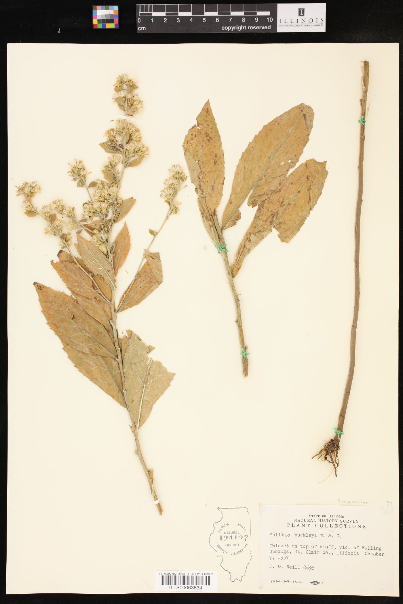 Solidago buckleyi image