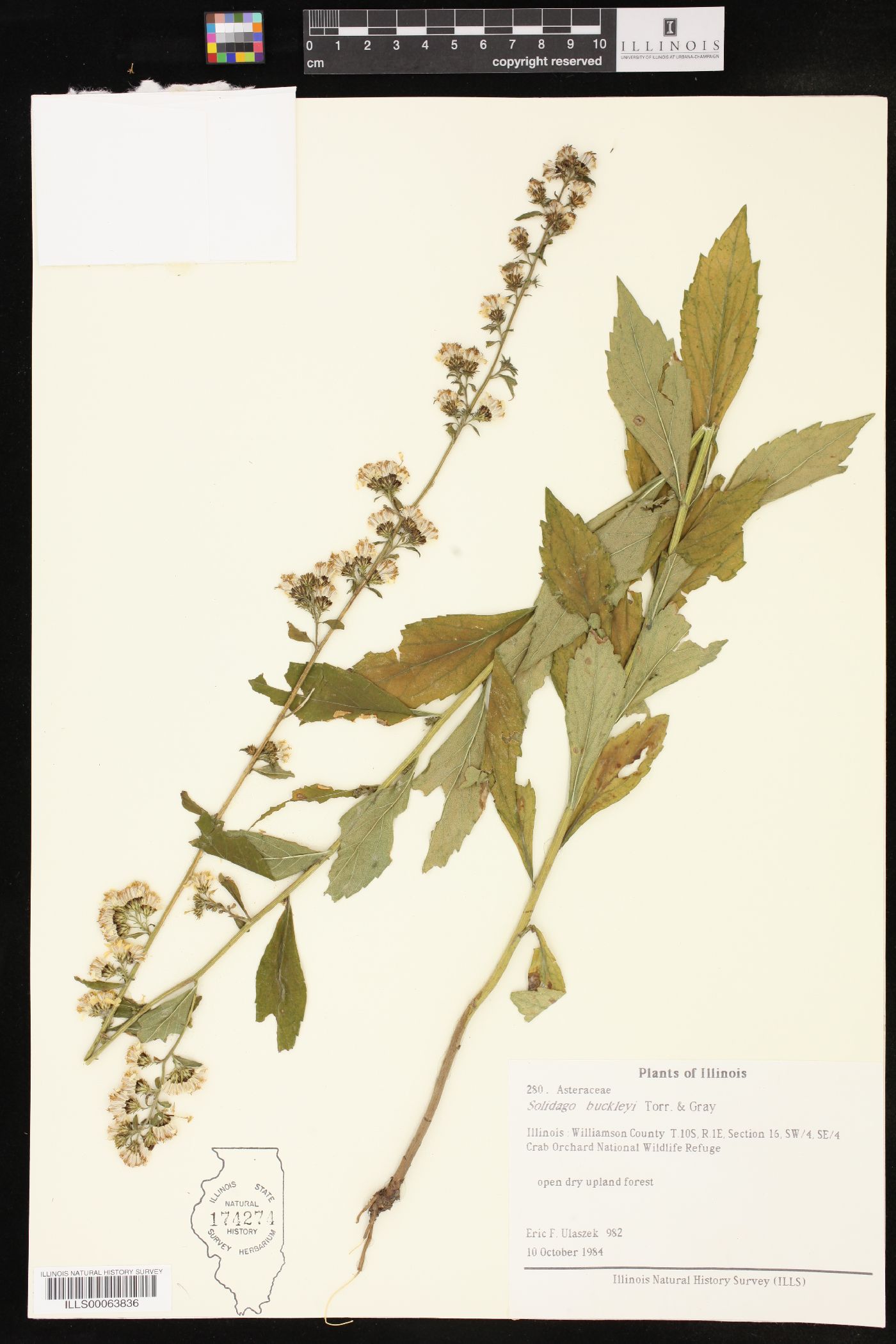 Solidago buckleyi image