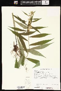 Solidago curtisii image