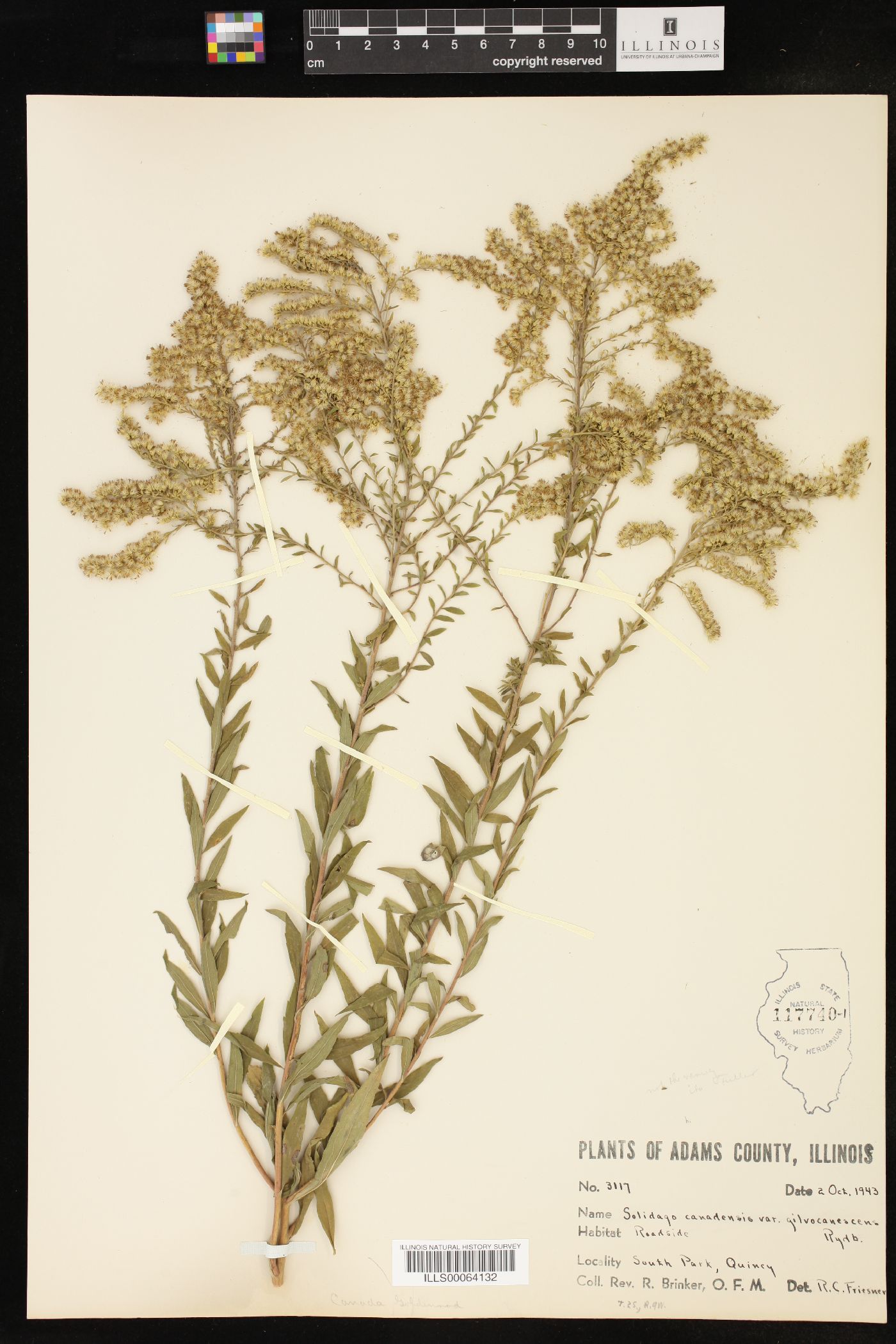 Solidago canadensis var. gilvocanescens image