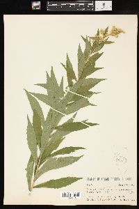 Solidago canadensis var. gilvocanescens image