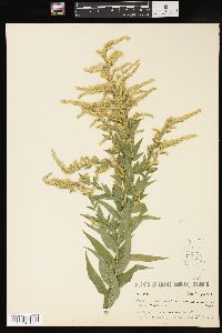 Solidago canadensis var. gilvocanescens image