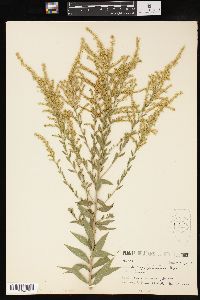 Solidago canadensis var. gilvocanescens image