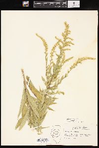 Solidago canadensis var. hargeri image