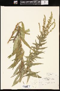 Solidago canadensis var. hargeri image