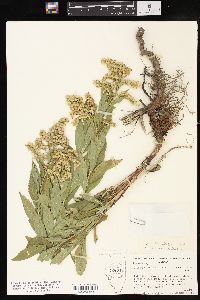 Solidago lepida image